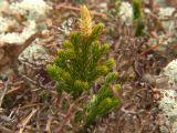 Lycopodium juniperoideum