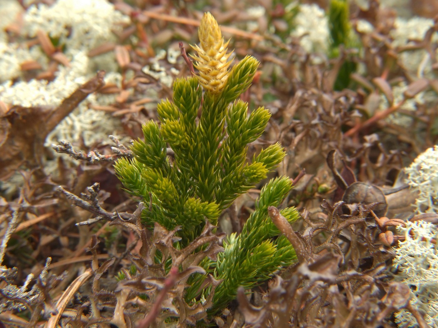 Изображение особи Lycopodium juniperoideum.