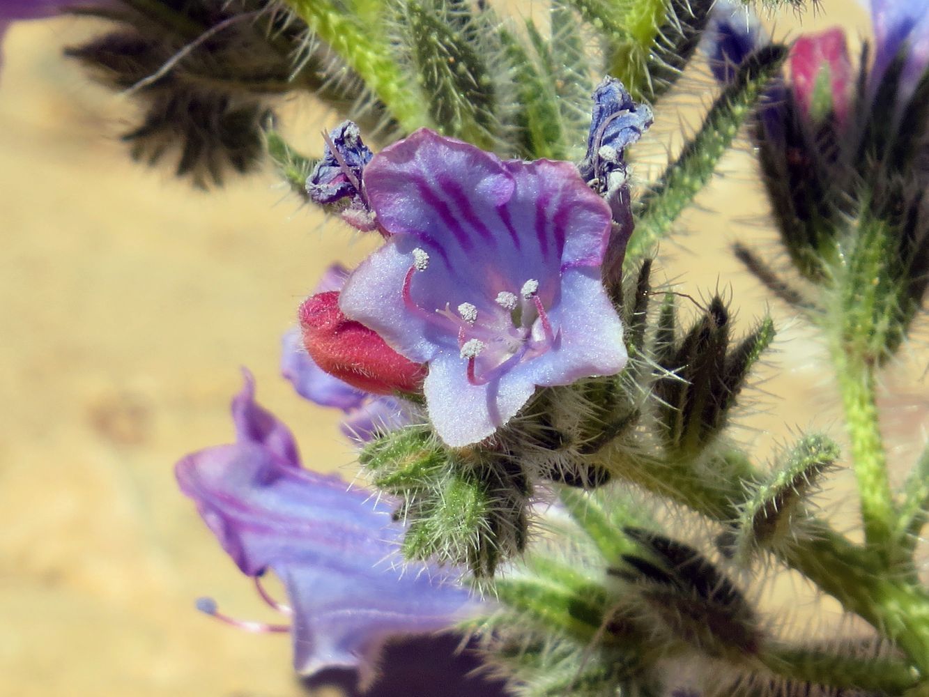 Изображение особи Echium rauwolfii.