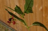 Lonicera involucrata