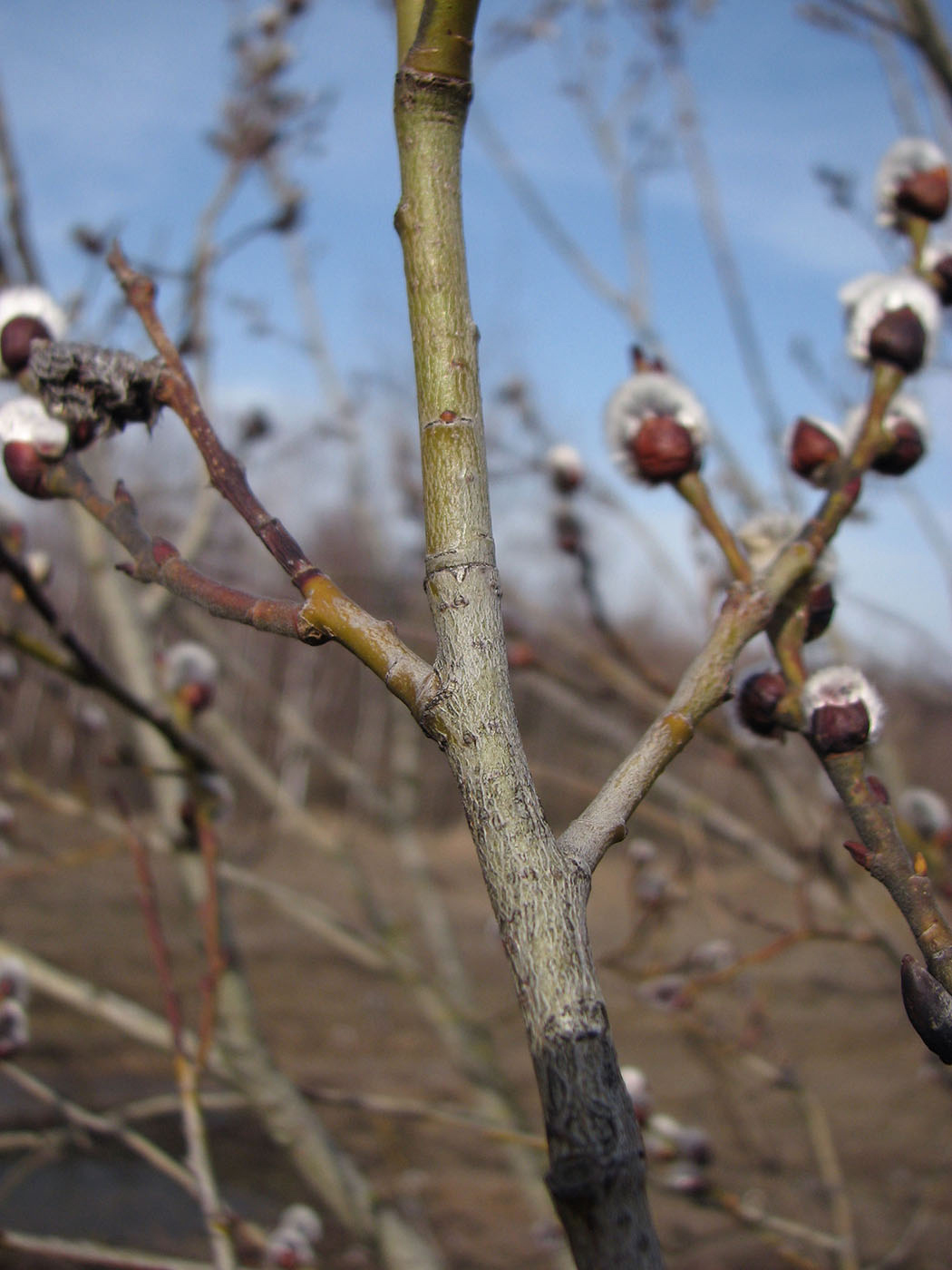 Image of Salix caprea specimen.