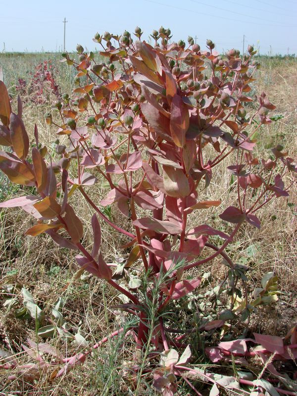 Изображение особи Euphorbia ferganensis.