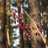 Berberis vulgaris