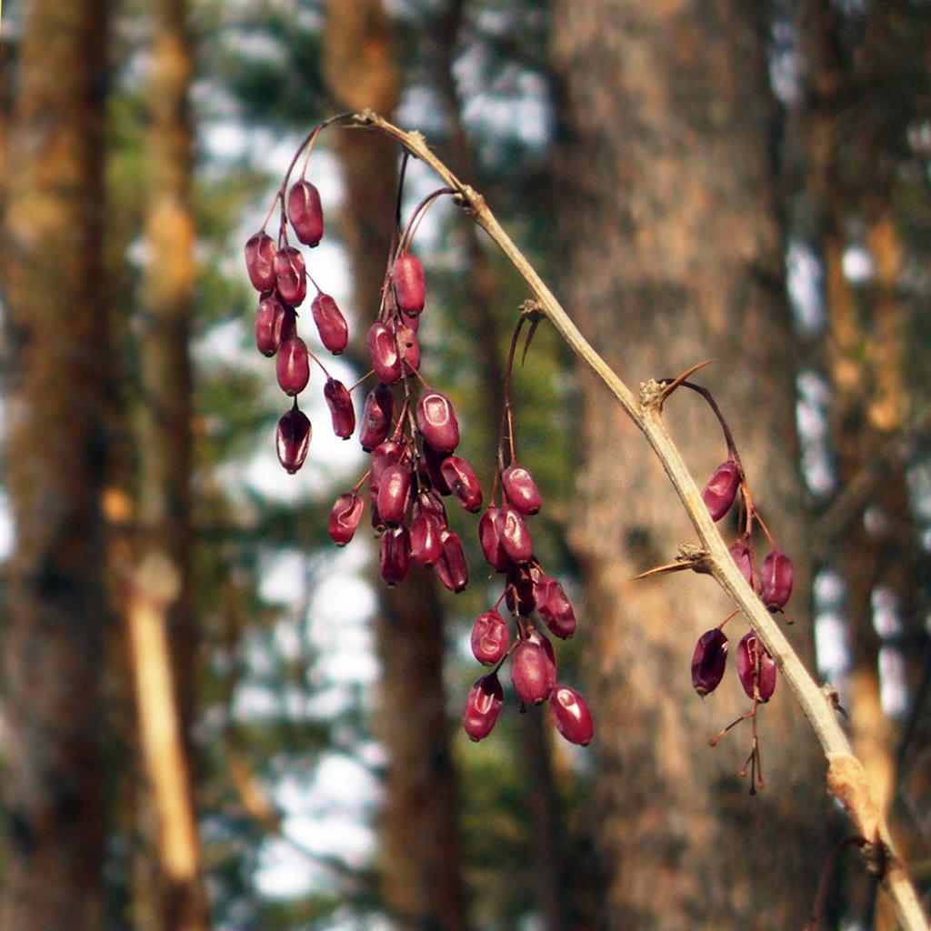 Изображение особи Berberis vulgaris.