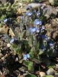 Myosotis incrassata