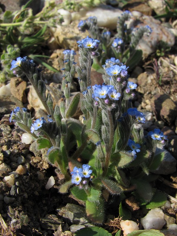 Image of Myosotis incrassata specimen.