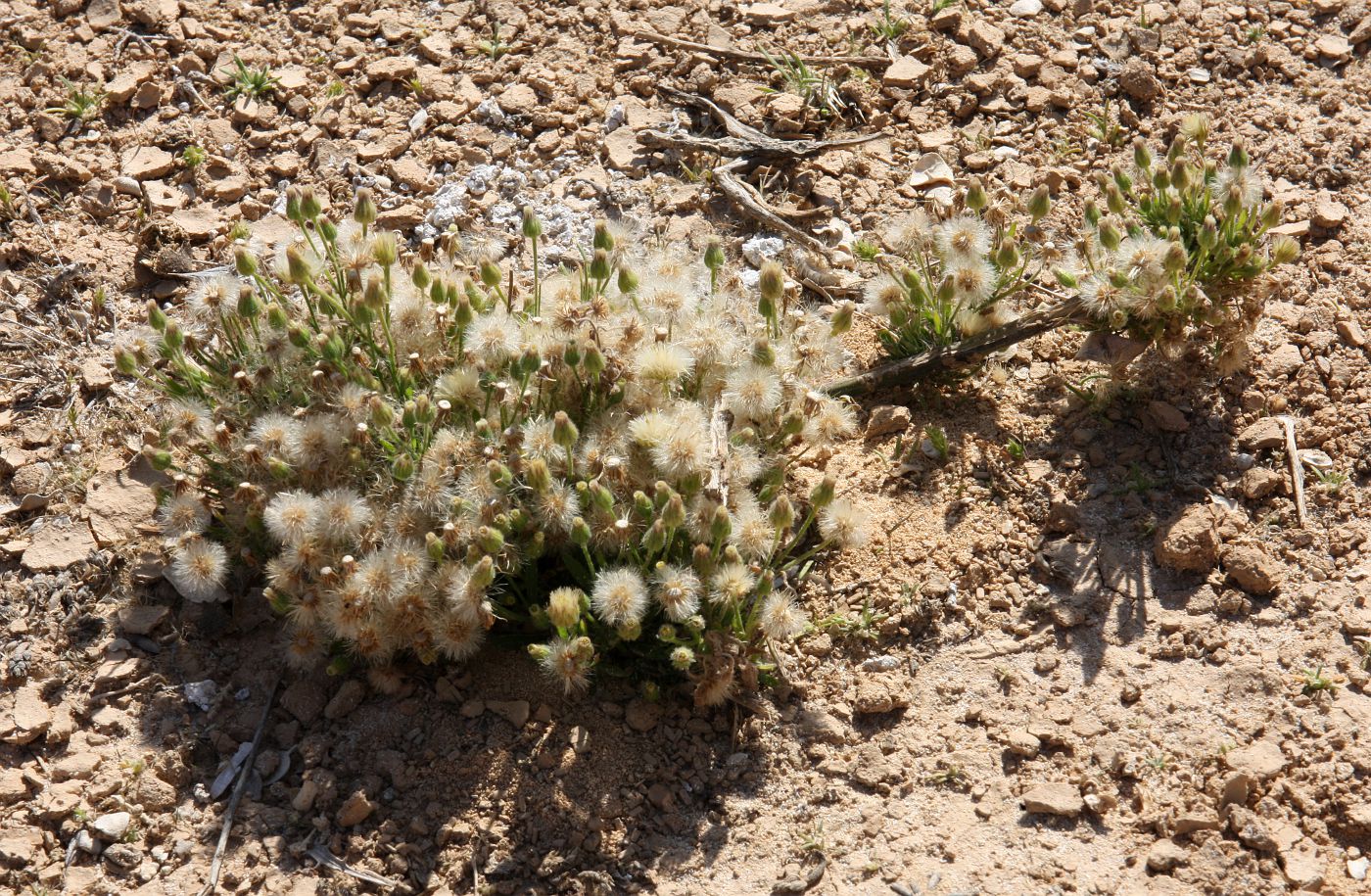 Image of Dittrichia viscosa specimen.