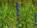 Ajuga reptans