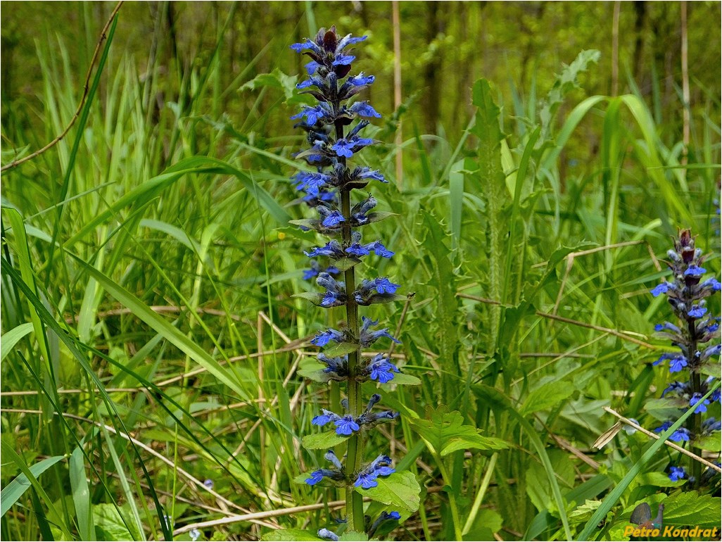 Image of Ajuga reptans specimen.