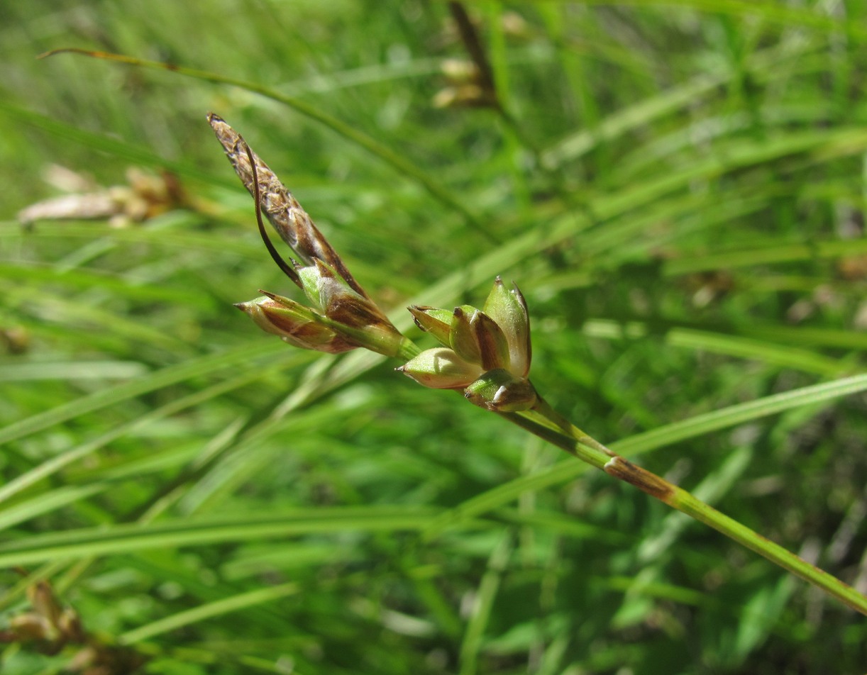 Изображение особи Carex halleriana.