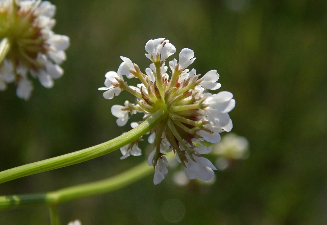 Image of Oenanthe silaifolia specimen.