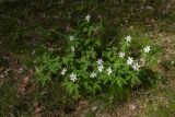 Anemone nemorosa