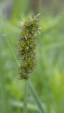 Carex vulpina