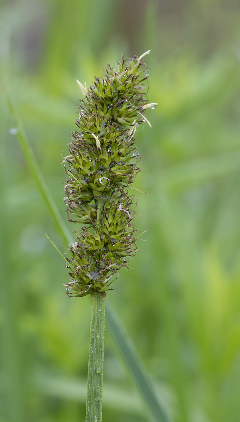 Изображение особи Carex vulpina.