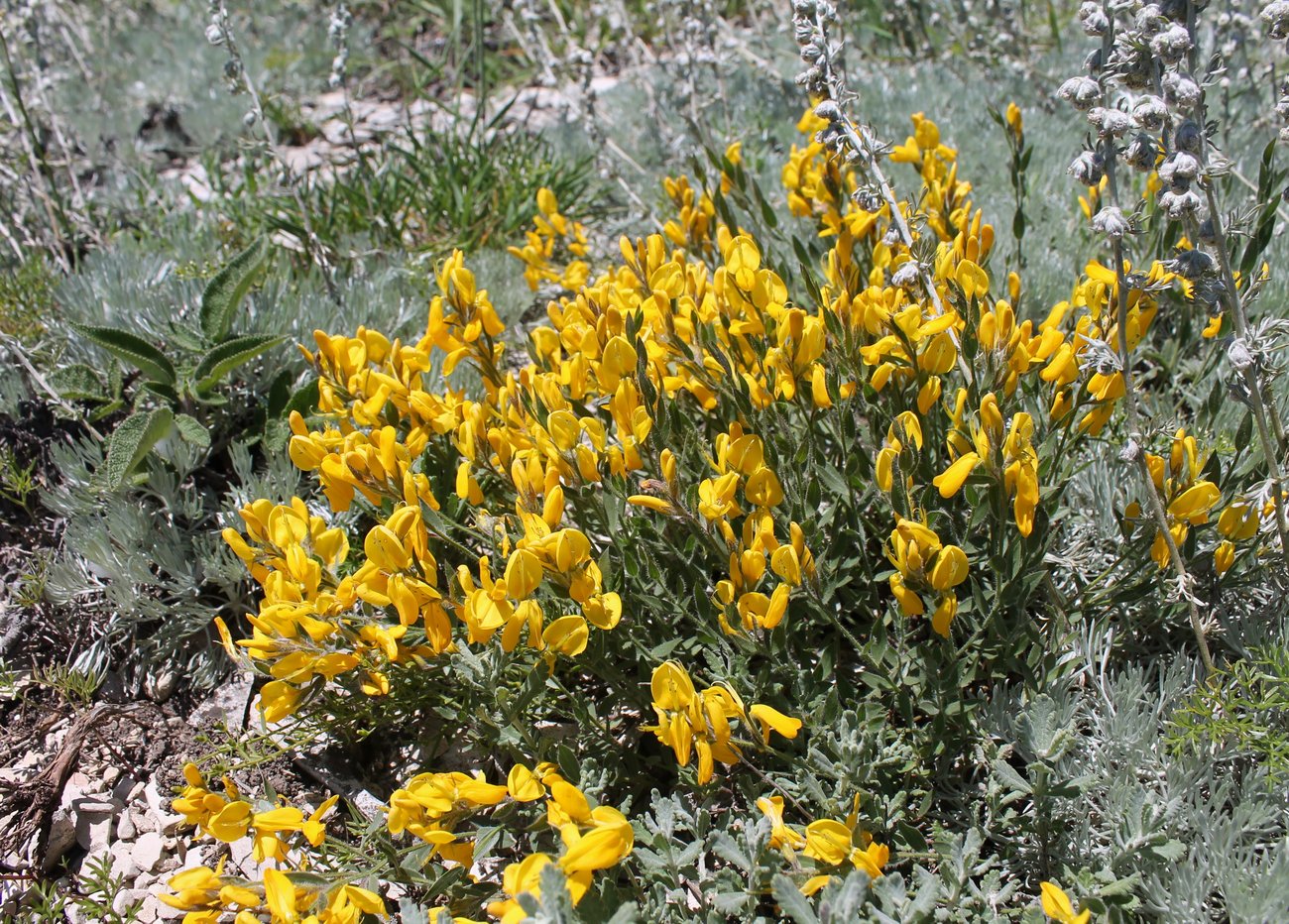 Image of Genista humifusa specimen.