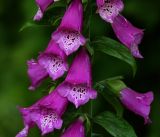 Digitalis purpurea. Средняя часть побега с раскрывшимися цветками. Московская обл., Раменский р-н, окр. дер. Хрипань, садовый участок. 27.06.2017.