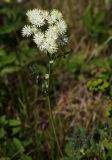 Thalictrum petaloideum