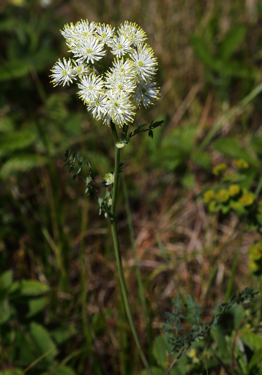 Image of Thalictrum petaloideum specimen.