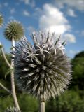 Echinops sphaerocephalus