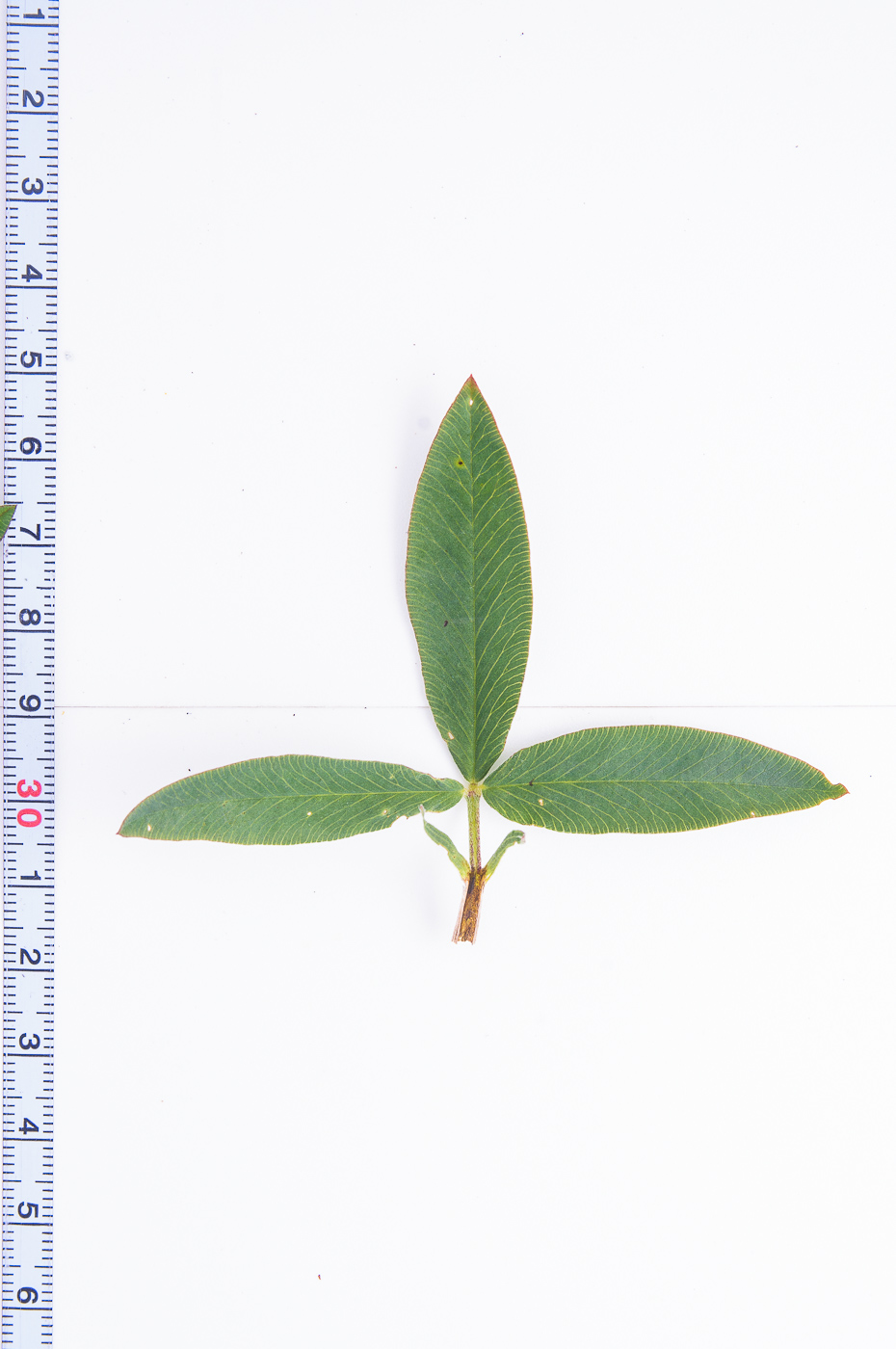 Image of Trifolium medium specimen.