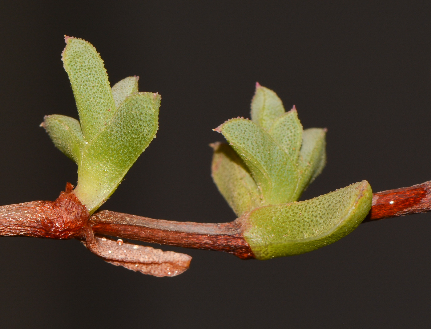 Изображение особи Ruschia lineolata.