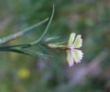 Dianthus caucaseus