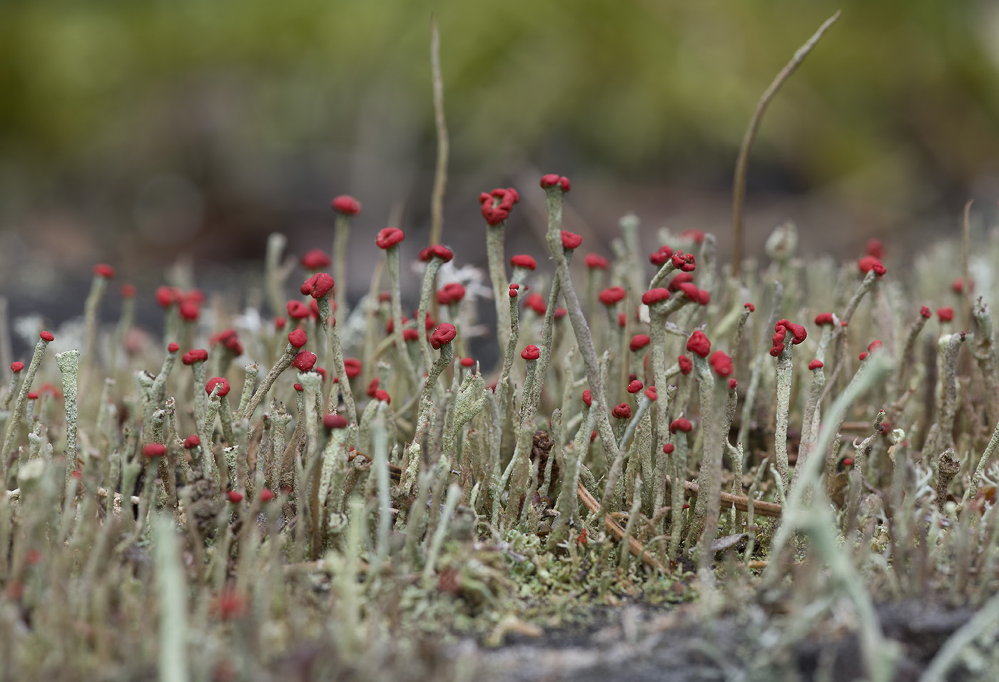 Image of Cladonia macilenta specimen.