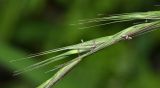 Elymus ciliaris