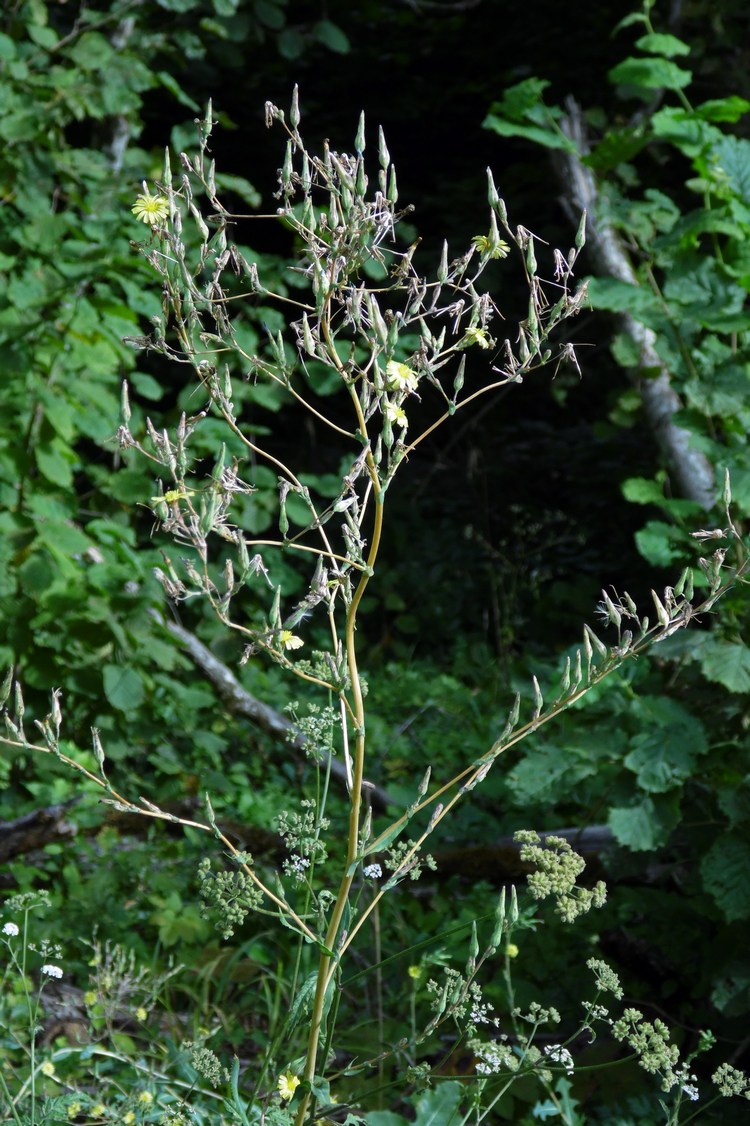 Изображение особи Lactuca serriola.