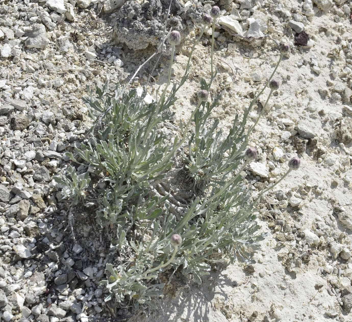 Image of Jurinea kirghisorum specimen.