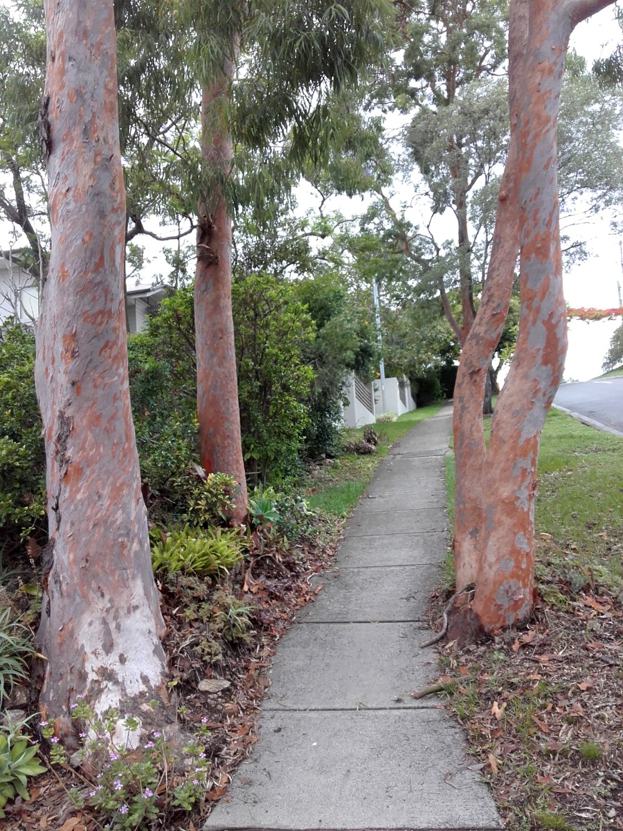 Image of Angophora costata specimen.