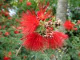 Calliandra californica