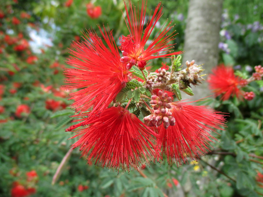 Изображение особи Calliandra californica.