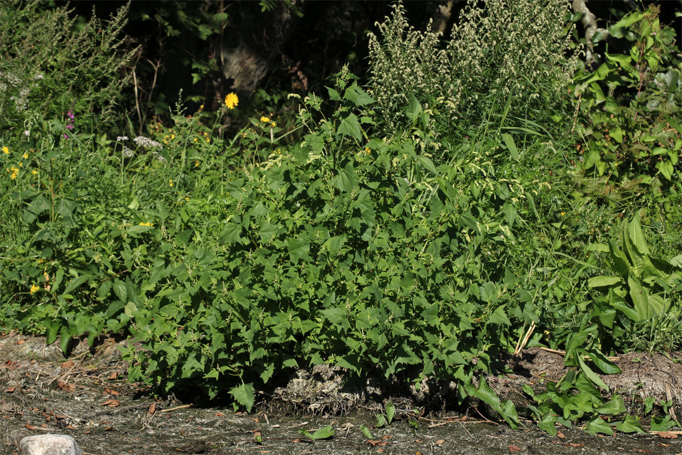 Image of Atriplex calotheca specimen.