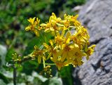 Ligularia thomsonii