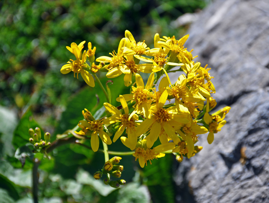 Изображение особи Ligularia thomsonii.