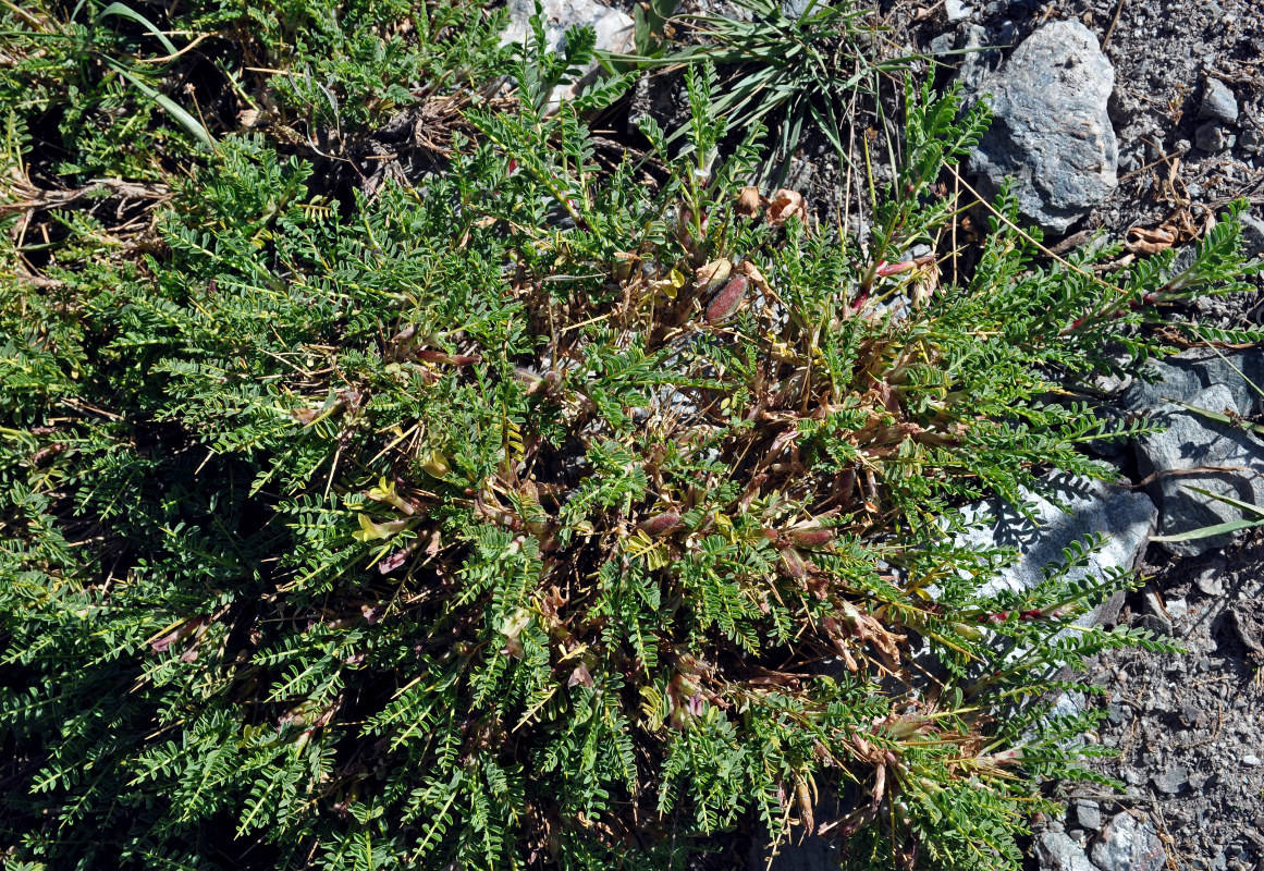 Image of genus Astragalus specimen.