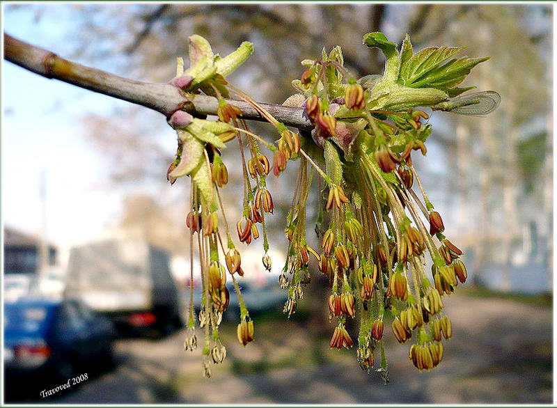 Image of Acer negundo specimen.