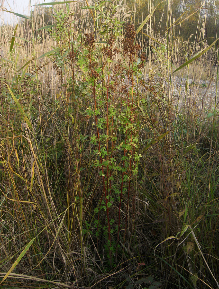 Image of Hypericum tetrapterum specimen.