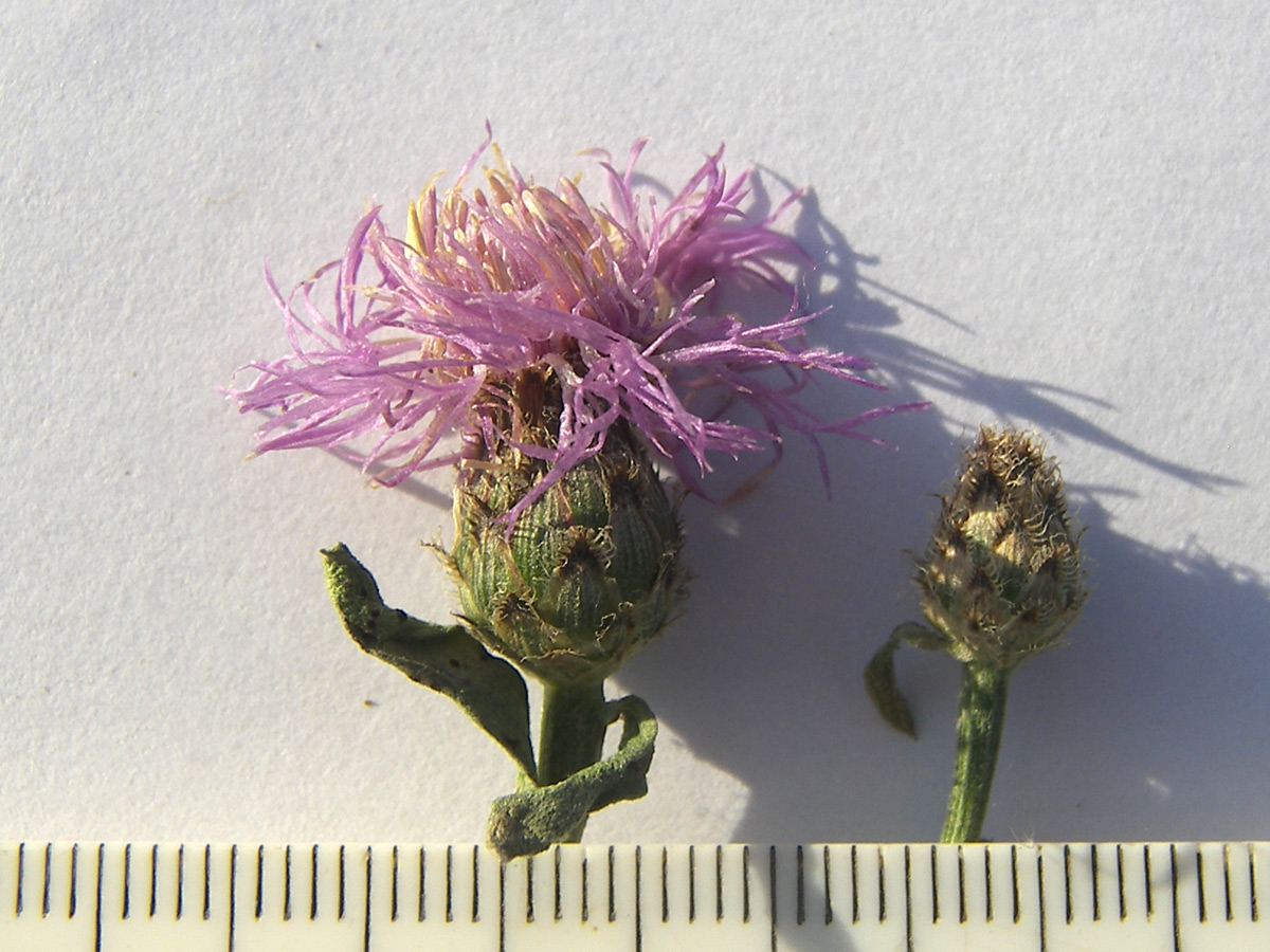 Image of Centaurea kubanica specimen.