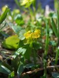 Chrysosplenium sibiricum. Верхушка цветущего растения. Магаданская обл., окр. г. Магадан, пос. Снежная Долина, небольшая протока в долине р. Дукча, на моховине. 10.06.2017.