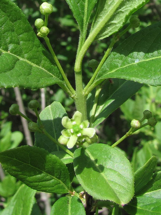 Изображение особи Euonymus czernjaevii.