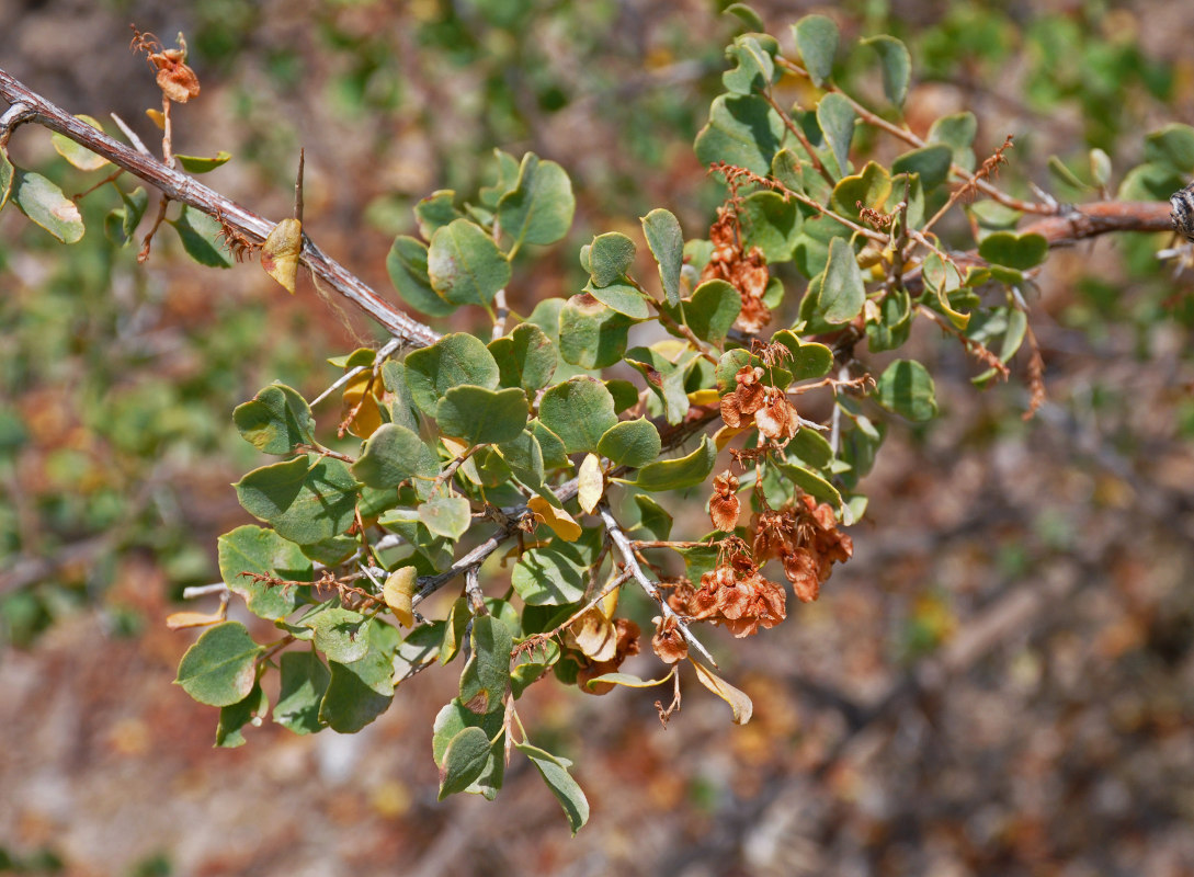 Image of Atraphaxis pyrifolia specimen.