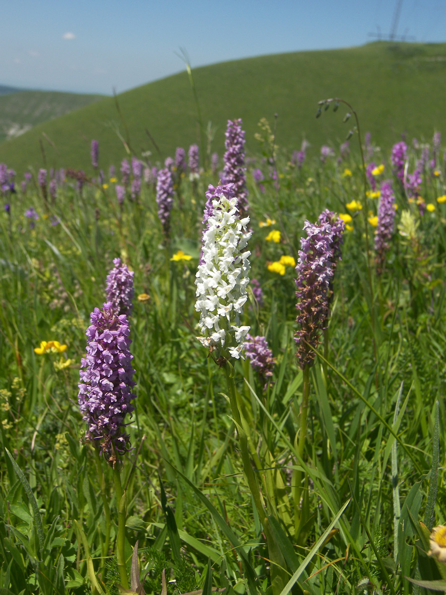 Изображение особи Gymnadenia conopsea.