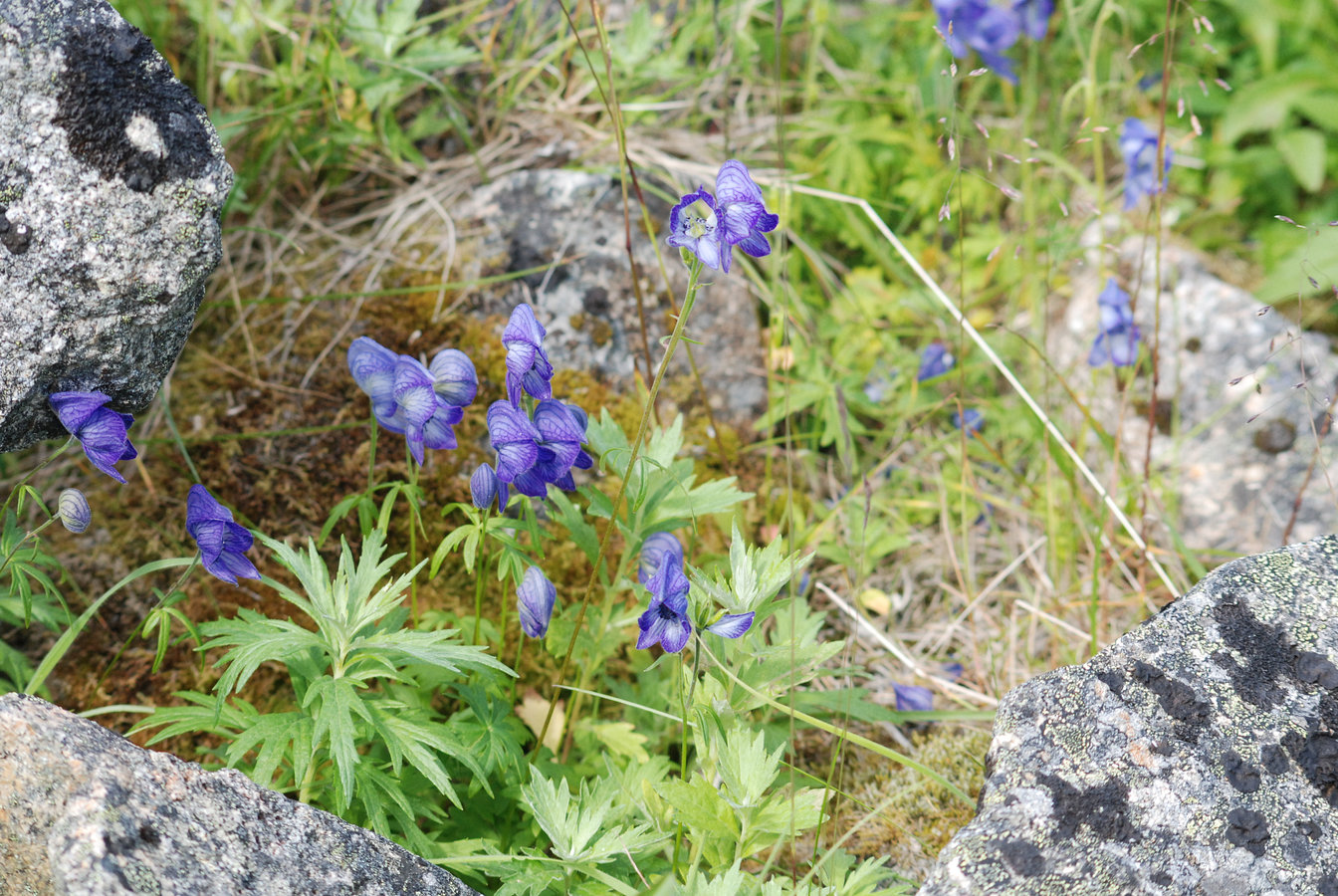 Изображение особи Aconitum delphiniifolium.