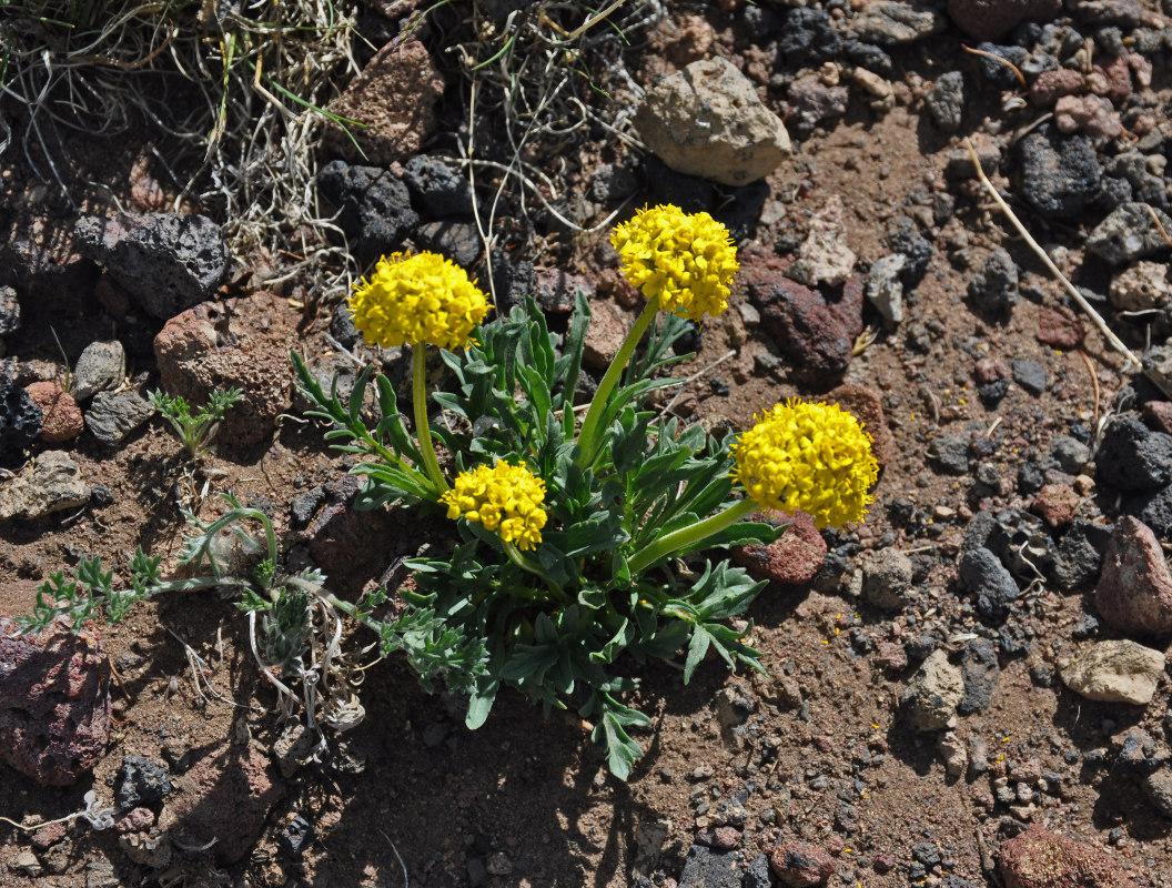 Image of Patrinia sibirica specimen.