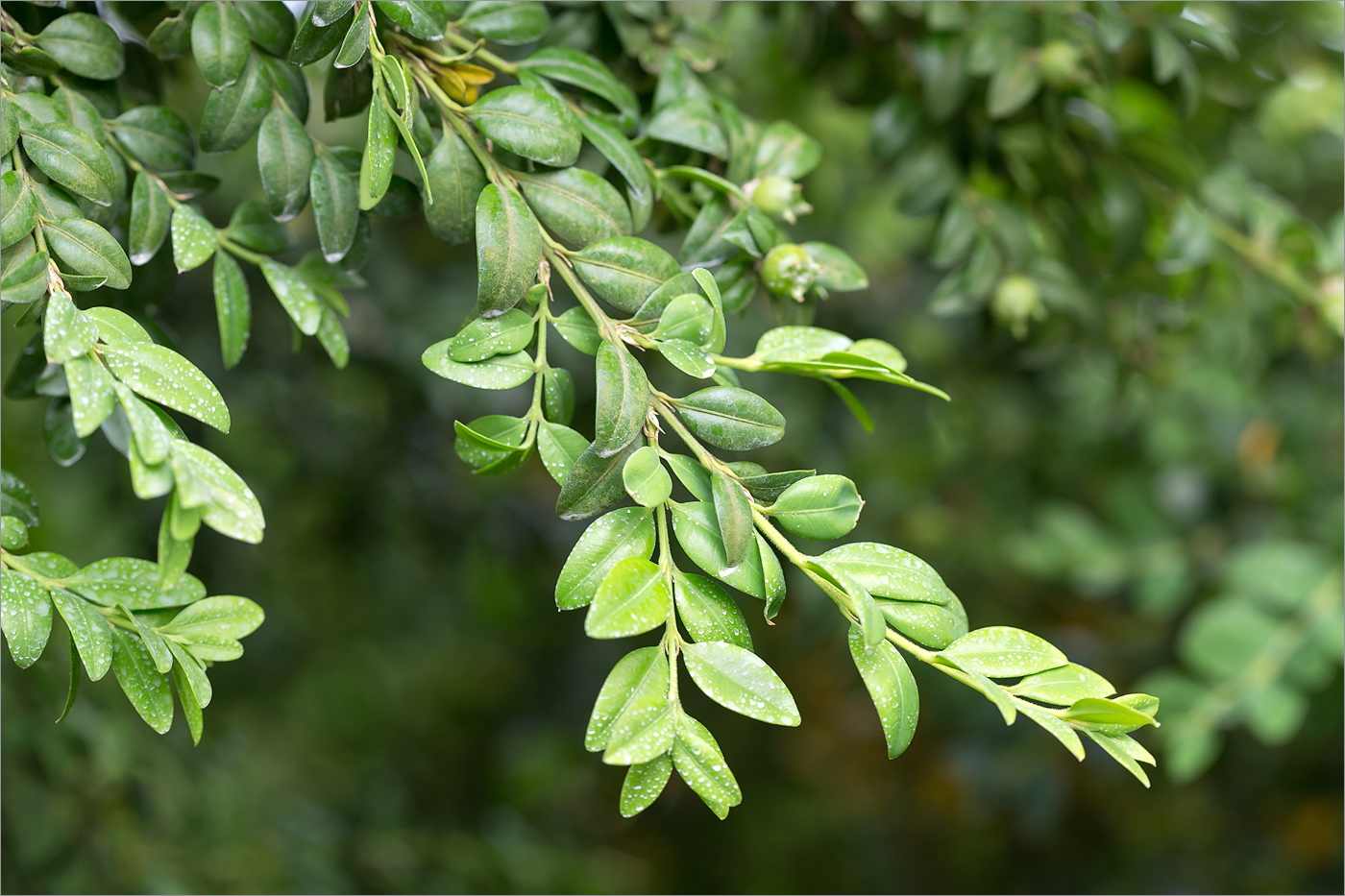 Image of Buxus colchica specimen.