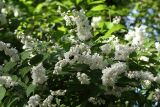 Deutzia &times; magnifica