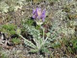 Oxytropis turczaninovii