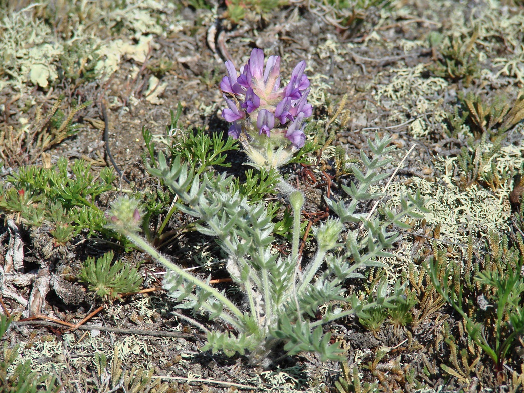 Image of Oxytropis turczaninovii specimen.